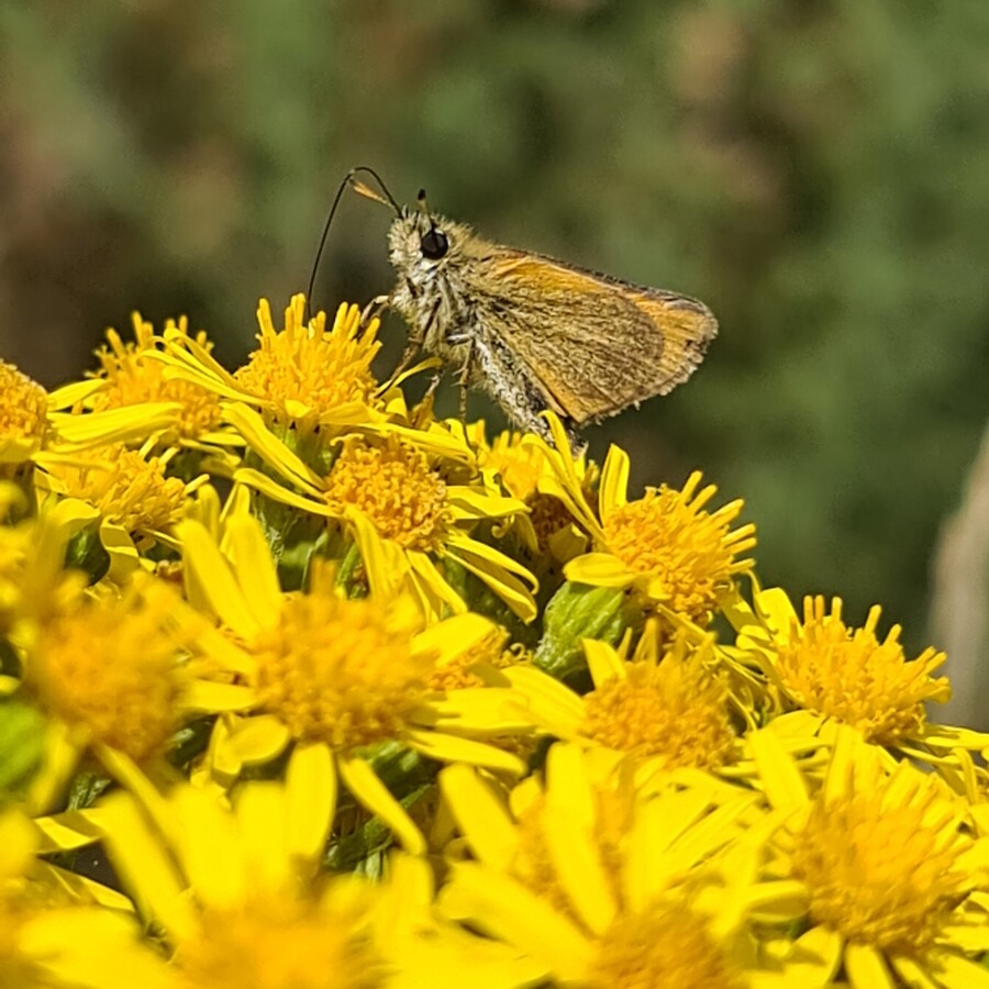 Essex Skipper - Hampton Heath - 2022-07-02